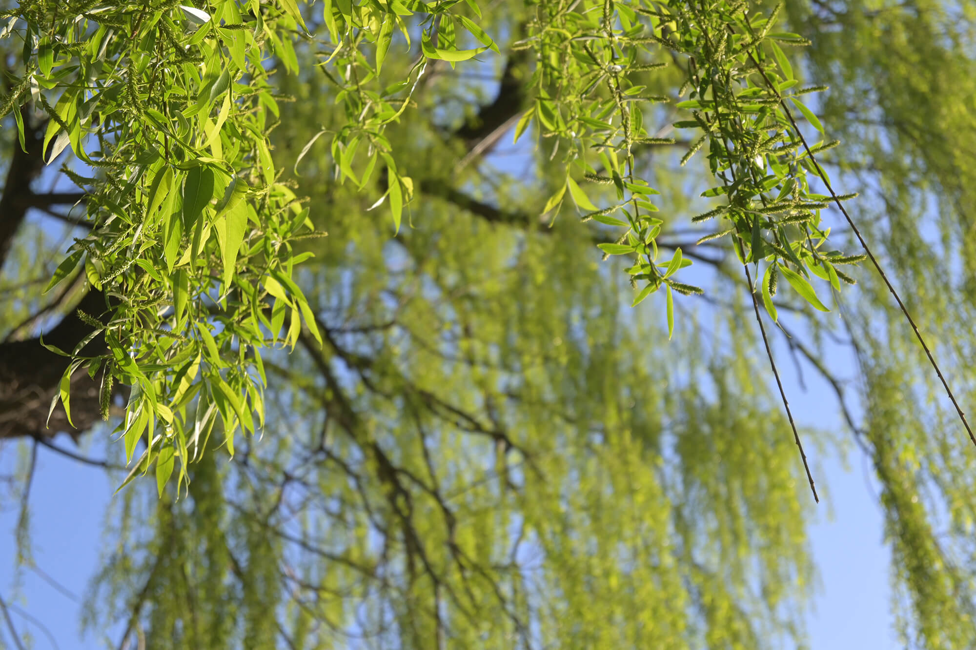 11-leaves calming nature photo to lower anxiety