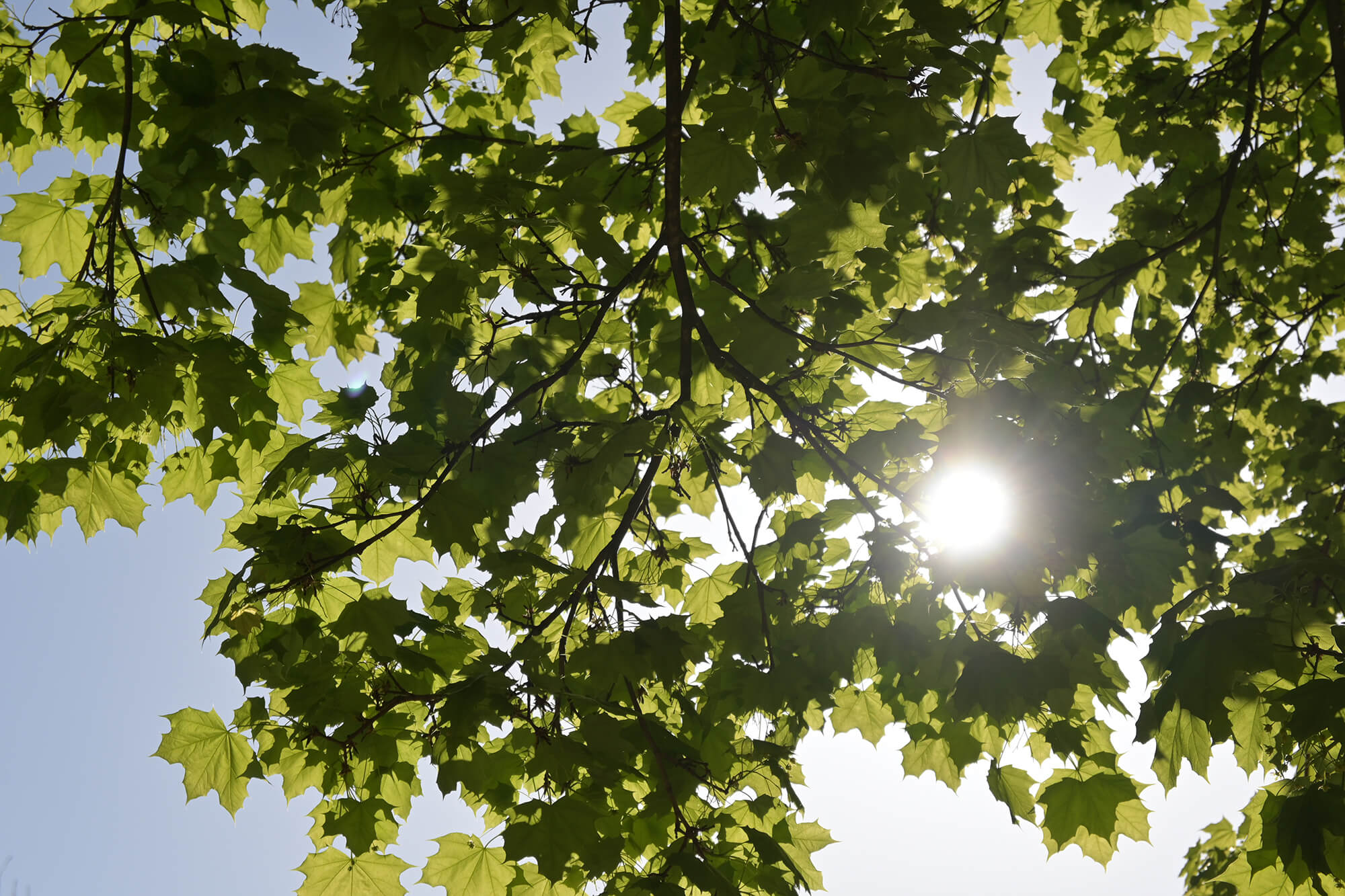 14- sun through leaves leaves with sun shining through - calming photo for anxiety relief