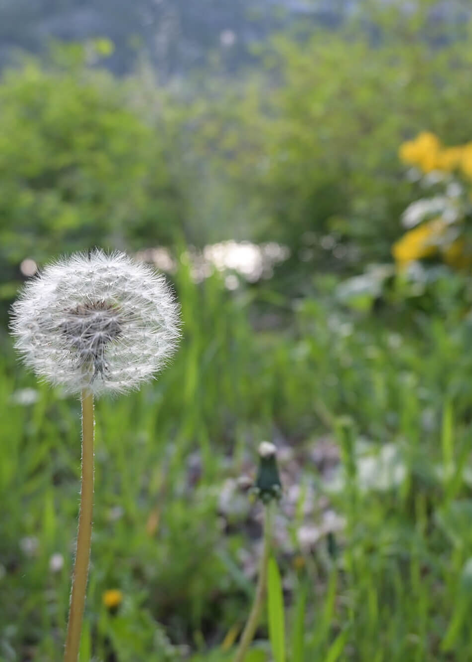 10-sun rising with lake peaceful photo of dandelion