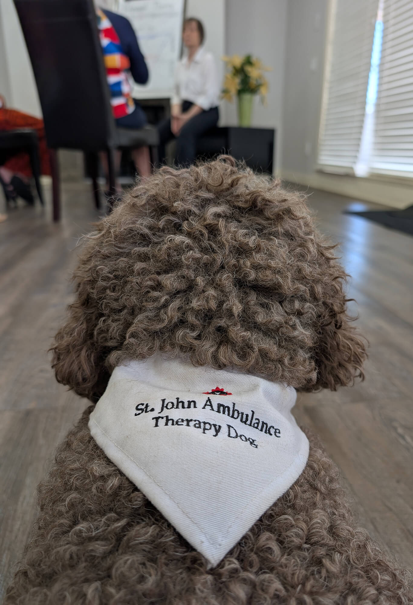 IMG_5945 Therapy dog Katia watching her owner Lois Hansen teach a self regulation class